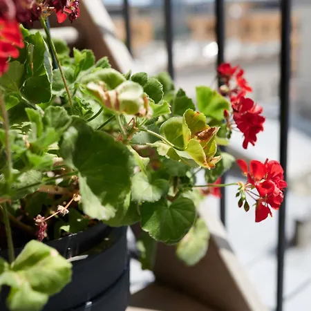 White Door Heart Of 1 דירה *