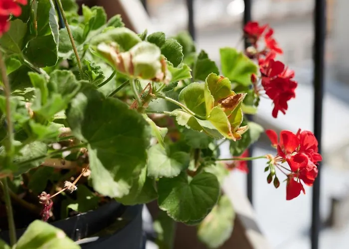 White Door Heart Of 1 דירה *